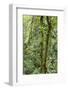 Rainforest, Costa Rica-Paul Souders-Framed Photographic Print