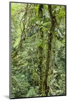 Rainforest, Costa Rica-Paul Souders-Mounted Photographic Print