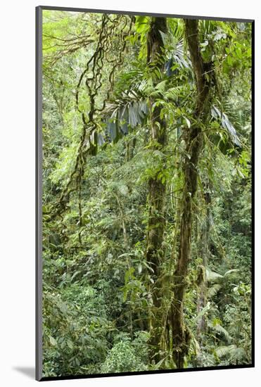 Rainforest, Costa Rica-Paul Souders-Mounted Photographic Print