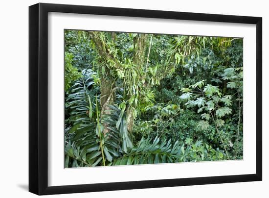 Rainforest, Costa Rica-null-Framed Photographic Print