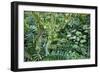 Rainforest, Costa Rica-null-Framed Photographic Print