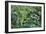 Rainforest, Costa Rica-null-Framed Photographic Print