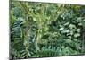 Rainforest, Costa Rica-null-Mounted Photographic Print