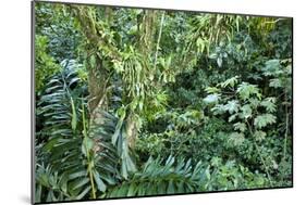 Rainforest, Costa Rica-null-Mounted Photographic Print