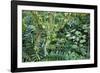 Rainforest, Costa Rica-null-Framed Photographic Print