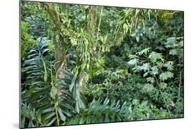 Rainforest, Costa Rica-null-Mounted Photographic Print