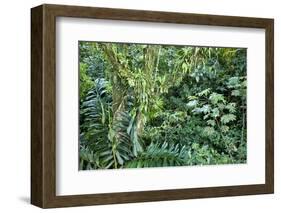 Rainforest, Costa Rica-null-Framed Photographic Print