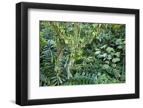 Rainforest, Costa Rica-null-Framed Photographic Print