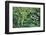 Rainforest, Costa Rica-null-Framed Photographic Print