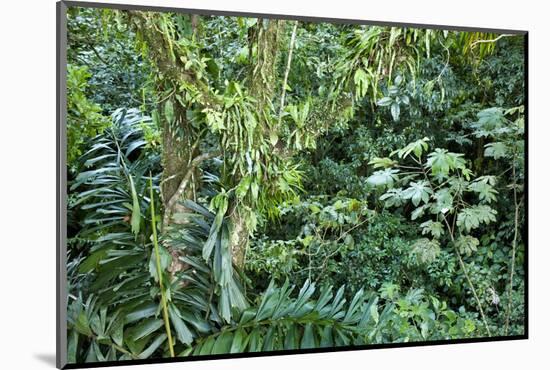 Rainforest, Costa Rica-null-Mounted Photographic Print