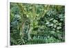 Rainforest, Costa Rica-null-Framed Photographic Print