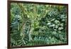 Rainforest, Costa Rica-null-Framed Photographic Print