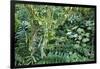 Rainforest, Costa Rica-null-Framed Photographic Print