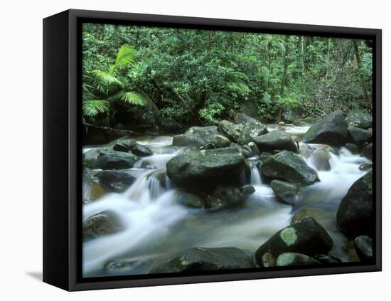 Rainforest, Daintree National Park, Queensland, Australia-Rob Tilley-Framed Stretched Canvas