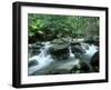 Rainforest, Daintree National Park, Queensland, Australia-Rob Tilley-Framed Premium Photographic Print