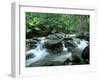 Rainforest, Daintree National Park, Queensland, Australia-Rob Tilley-Framed Premium Photographic Print