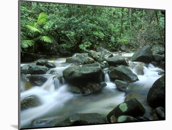 Rainforest, Daintree National Park, Queensland, Australia-Rob Tilley-Mounted Premium Photographic Print