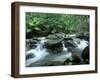 Rainforest, Daintree National Park, Queensland, Australia-Rob Tilley-Framed Photographic Print