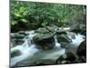 Rainforest, Daintree National Park, Queensland, Australia-Rob Tilley-Mounted Photographic Print