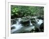 Rainforest, Daintree National Park, Queensland, Australia-Rob Tilley-Framed Photographic Print