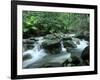 Rainforest, Daintree National Park, Queensland, Australia-Rob Tilley-Framed Photographic Print