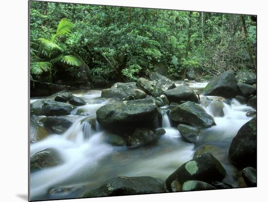 Rainforest, Daintree National Park, Queensland, Australia-Rob Tilley-Mounted Photographic Print