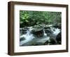 Rainforest, Daintree National Park, Queensland, Australia-Rob Tilley-Framed Photographic Print