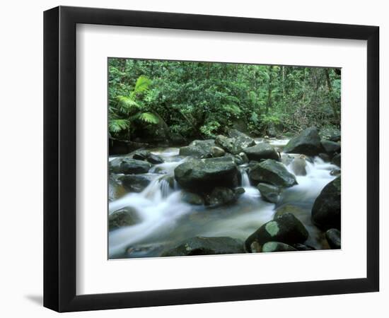 Rainforest, Daintree National Park, Queensland, Australia-Rob Tilley-Framed Photographic Print