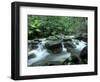 Rainforest, Daintree National Park, Queensland, Australia-Rob Tilley-Framed Photographic Print