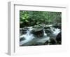 Rainforest, Daintree National Park, Queensland, Australia-Rob Tilley-Framed Photographic Print