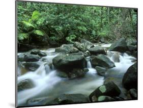 Rainforest, Daintree National Park, Queensland, Australia-Rob Tilley-Mounted Photographic Print