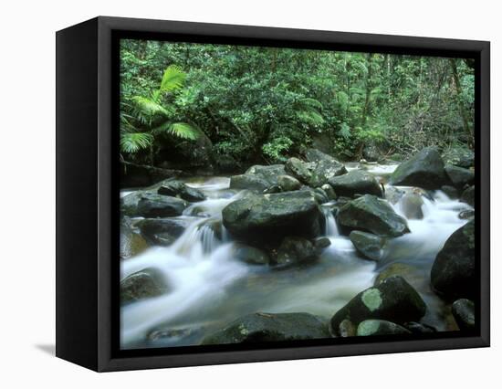 Rainforest, Daintree National Park, Queensland, Australia-Rob Tilley-Framed Stretched Canvas