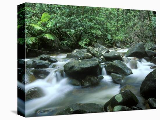 Rainforest, Daintree National Park, Queensland, Australia-Rob Tilley-Stretched Canvas