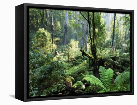 Rainforest, Dandenong Ranges, Victoria, Australia, Pacific-Schlenker Jochen-Framed Stretched Canvas
