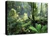 Rainforest, Dandenong Ranges, Victoria, Australia, Pacific-Schlenker Jochen-Stretched Canvas