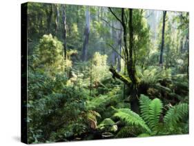 Rainforest, Dandenong Ranges, Victoria, Australia, Pacific-Schlenker Jochen-Stretched Canvas