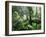 Rainforest, Dandenong Ranges, Victoria, Australia, Pacific-Schlenker Jochen-Framed Photographic Print