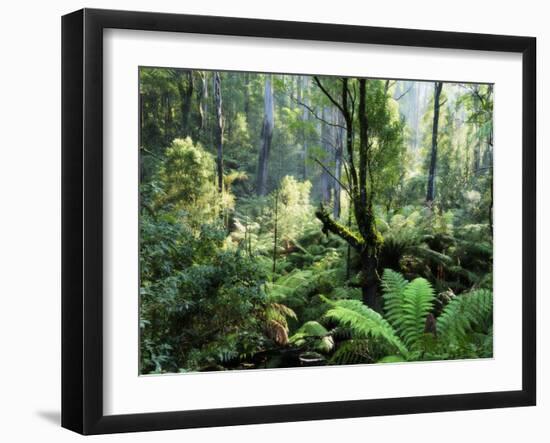 Rainforest, Dandenong Ranges, Victoria, Australia, Pacific-Schlenker Jochen-Framed Photographic Print