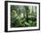 Rainforest, Dandenong Ranges, Victoria, Australia, Pacific-Schlenker Jochen-Framed Photographic Print