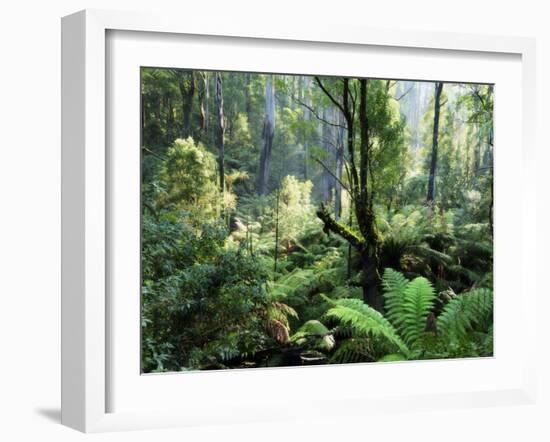 Rainforest, Dandenong Ranges, Victoria, Australia, Pacific-Schlenker Jochen-Framed Photographic Print