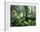 Rainforest, Dandenong Ranges, Victoria, Australia, Pacific-Schlenker Jochen-Framed Photographic Print