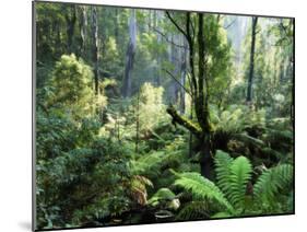 Rainforest, Dandenong Ranges, Victoria, Australia, Pacific-Schlenker Jochen-Mounted Photographic Print