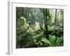 Rainforest, Dandenong Ranges, Victoria, Australia, Pacific-Schlenker Jochen-Framed Photographic Print