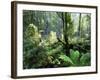 Rainforest, Dandenong Ranges, Victoria, Australia, Pacific-Schlenker Jochen-Framed Photographic Print