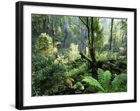 Rainforest, Dandenong Ranges, Victoria, Australia, Pacific-Schlenker Jochen-Framed Photographic Print