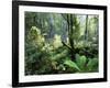 Rainforest, Dandenong Ranges, Victoria, Australia, Pacific-Schlenker Jochen-Framed Photographic Print