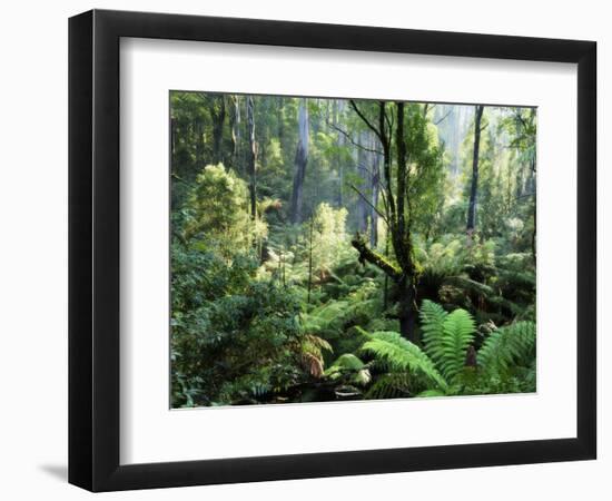 Rainforest, Dandenong Ranges, Victoria, Australia, Pacific-Schlenker Jochen-Framed Photographic Print