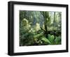 Rainforest, Dandenong Ranges, Victoria, Australia, Pacific-Schlenker Jochen-Framed Photographic Print