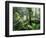 Rainforest, Dandenong Ranges, Victoria, Australia, Pacific-Schlenker Jochen-Framed Photographic Print