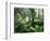 Rainforest, Dandenong Ranges, Victoria, Australia, Pacific-Schlenker Jochen-Framed Photographic Print